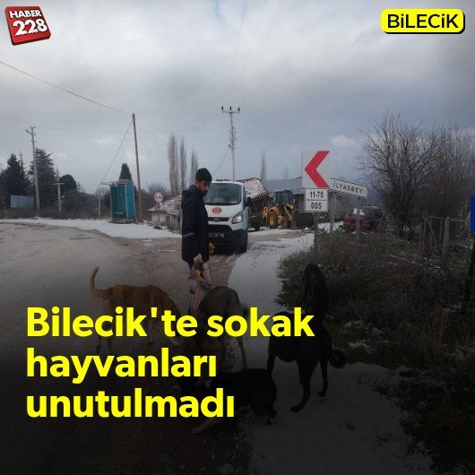 bilecik-haber_bilecik-te-sokak-hayvanlari-unutulmadi.jpg
