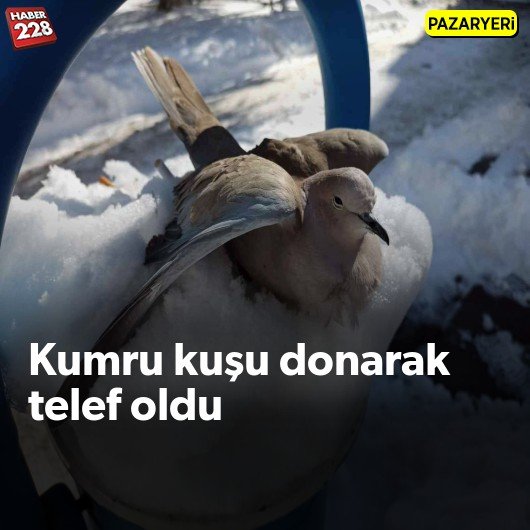 bilecik-haber_kumru-kusu-donarak-telef-oldu.jpg