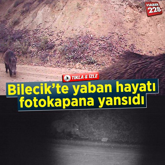 yaban