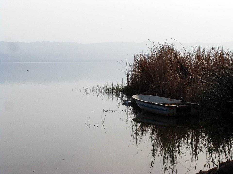 reeds-278068_960_720