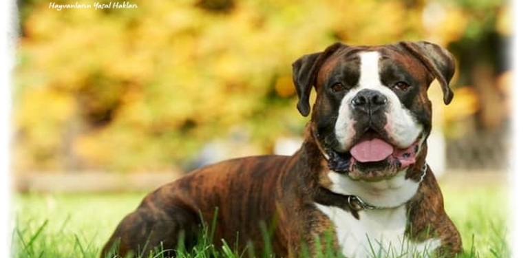 Cins Köpek Fiyatları