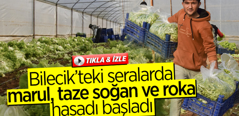 Bilecik’teki seralarda marul, taze soğan ve roka hasadı başladı