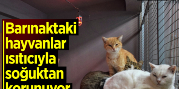 Bilecik'te barınaktaki hayvanlar ısıtıcıyla soğuktan korunuyor