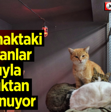 Bilecik'te barınaktaki hayvanlar ısıtıcıyla soğuktan korunuyor