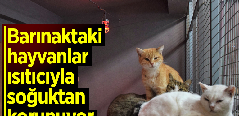 Bilecik’te barınaktaki hayvanlar ısıtıcıyla soğuktan korunuyor