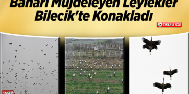 Baharı müjdeleyen leylekler Bilecik'te konakladı