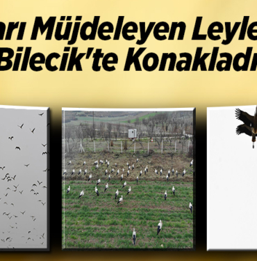 Baharı müjdeleyen leylekler Bilecik'te konakladı