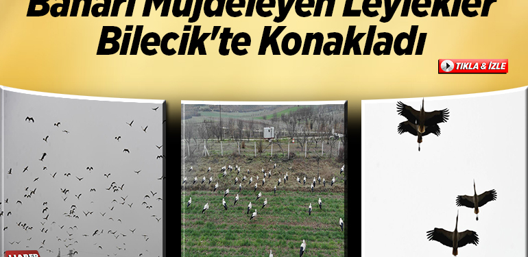 Baharı müjdeleyen leylekler Bilecik’te konakladı