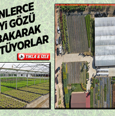 YÜZBİNLERCE BİTKİYİ GÖZÜ GİBİ BAKARAK BÜYÜTÜYORLAR