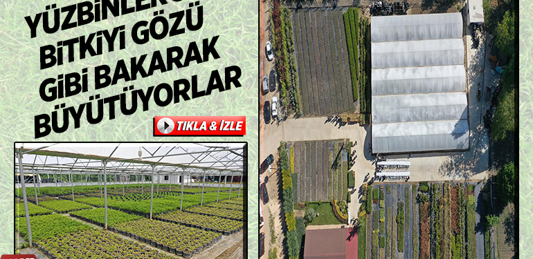 YÜZBİNLERCE BİTKİYİ GÖZÜ GİBİ BAKARAK BÜYÜTÜYORLAR