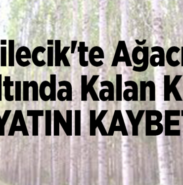 Bilecik'te ağacın altında kalan kişi öldü