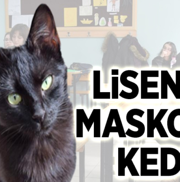 Lisenin maskotu kedi