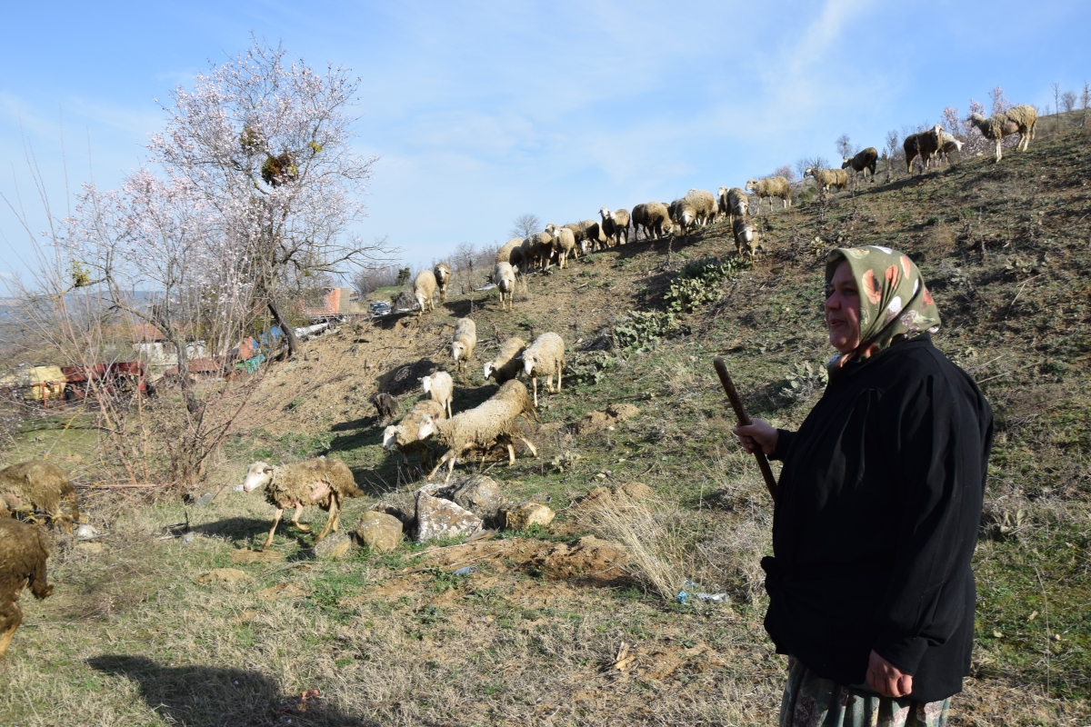bilecikli-kadin-girisimci-devlet-destegiyle-kurdugu-suruyu-ailesiyle-buyutuyor-7063