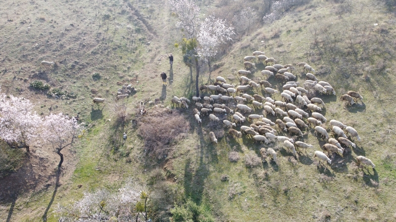 bilecikli-kadin-girisimci-devlet-destegiyle-kurdugu-suruyu-ailesiyle-buyutuyor-7064