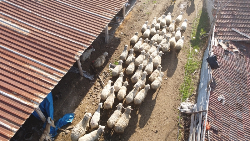 bilecikli-kadin-girisimci-devlet-destegiyle-kurdugu-suruyu-ailesiyle-buyutuyor-7068