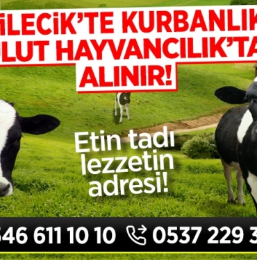 bulut hayvancılık