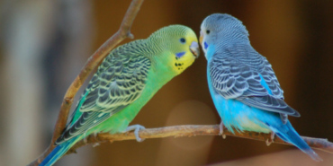 parakeet4