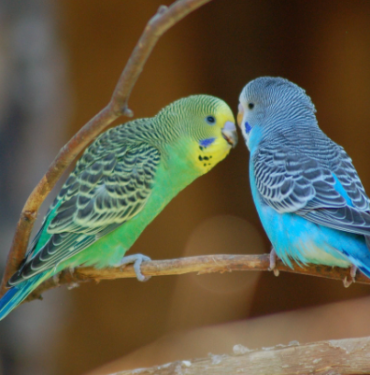 parakeet4