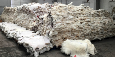 sheepskin-tannery