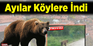 Ayılar Köylere İndi