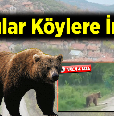 Ayılar Köylere İndi
