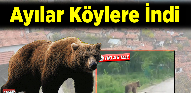 Ayılar Köylere İndi