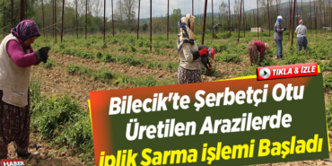 Bilecik'te şerbetçi otu üretilen arazilerde iplik sarma işlemi başladı