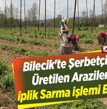 Bilecik'te şerbetçi otu üretilen arazilerde iplik sarma işlemi başladı