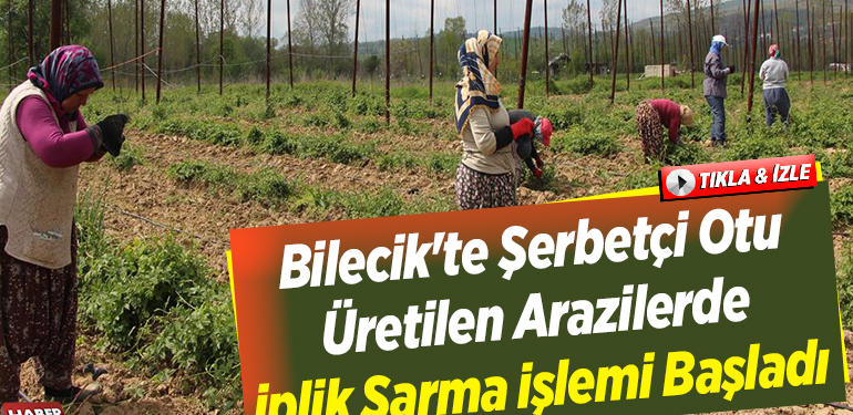 Şerbetçi otu üretilen arazilerde iplik sarma işlemi başladı