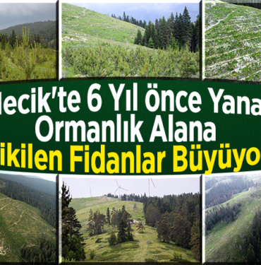 Bilecik'te 6 yıl önce yanan ormanlık alana dikilen fidanlar büyüyor