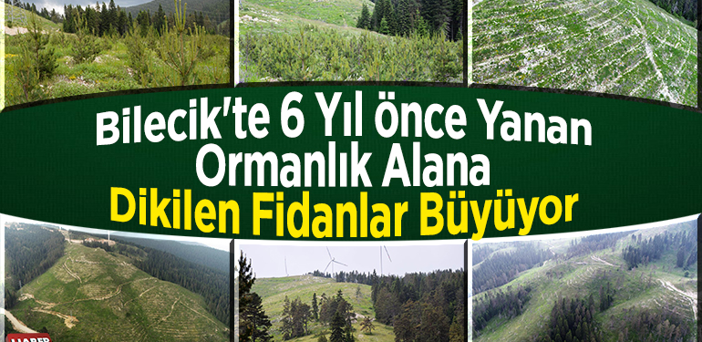 Bilecik’te 6 yıl önce yanan ormanlık alana dikilen fidanlar büyüyor