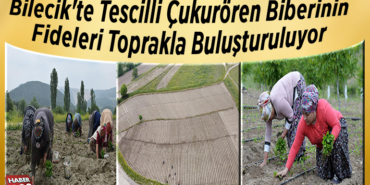 Bilecik'te tescilli Çukurören biberinin fideleri toprakla buluşturuluyor