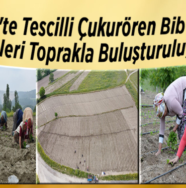 Bilecik'te tescilli Çukurören biberinin fideleri toprakla buluşturuluyor
