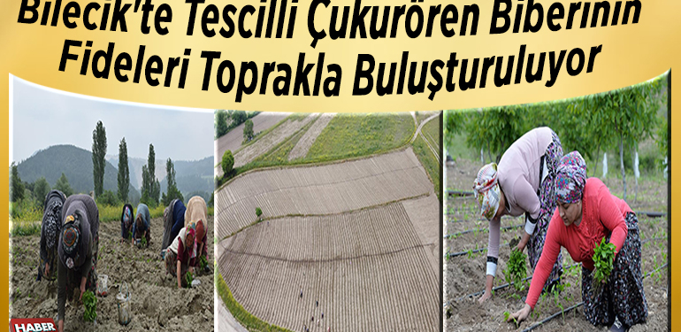 Bilecik’te tescilli Çukurören biberinin fideleri toprakla buluşturuluyor
