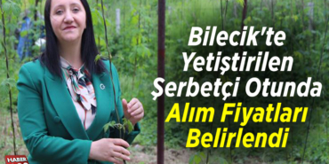 Bilecik'te yetiştirilen şerbetçi otunda alım fiyatları belirlendi