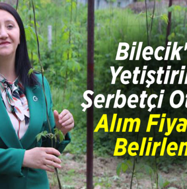 Bilecik'te yetiştirilen şerbetçi otunda alım fiyatları belirlendi