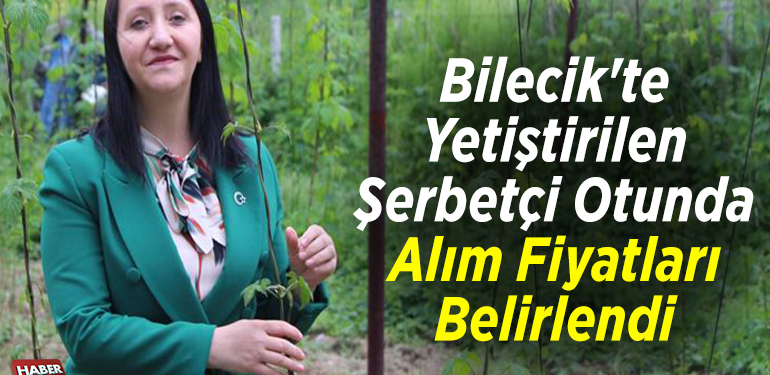 Bilecik’te yetiştirilen şerbetçi otunda alım fiyatları belirlendi