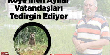 Köye inen ayılar vatandaşları tedirgin ediyor