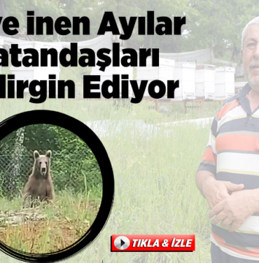 Köye inen ayılar vatandaşları tedirgin ediyor