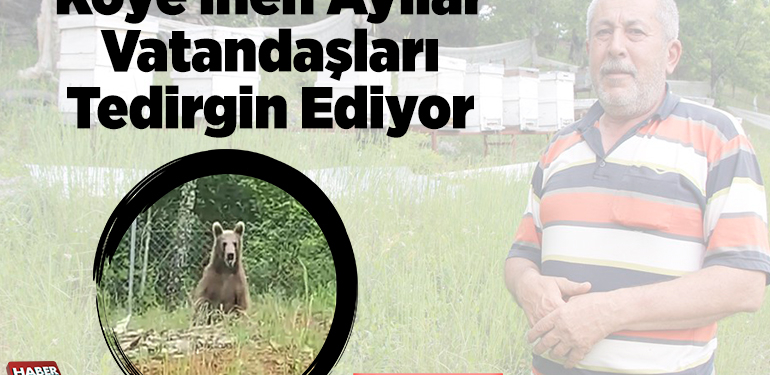 Köye inen ayılar vatandaşları tedirgin ediyor