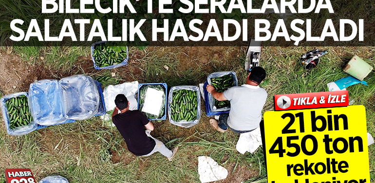 Bilecik’te seralarda salatalık hasadı başladı