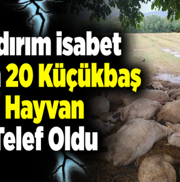 Yıldırım isabet eden sürüdeki 20 küçükbaş hayvan telef oldu
