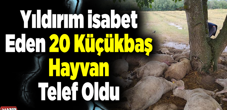 Yıldırım isabet eden sürüdeki 20 küçükbaş hayvan telef oldu