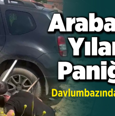 arabada yılan paniği