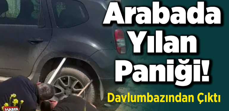 Arabada yılan paniği!