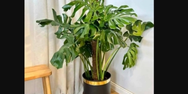 monstera, deve tabanı (3)