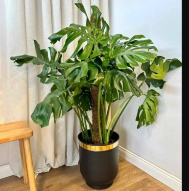 monstera, deve tabanı (3)