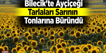 Bilecik'te ayçiçeği tarlaları sarının tonlarına büründü