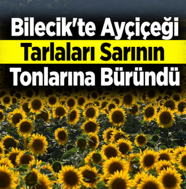 Bilecik'te ayçiçeği tarlaları sarının tonlarına büründü
