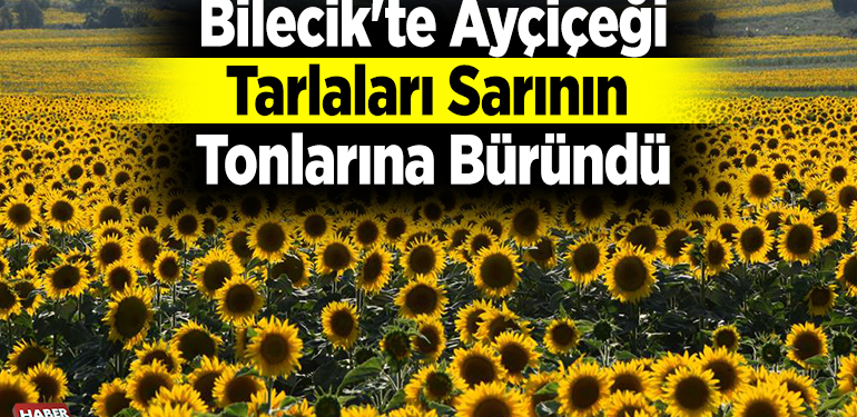 Bilecik’te ayçiçeği tarlaları sarının tonlarına büründü